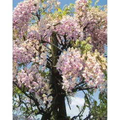 Glicine brachybotrys "Showa-beni" 150/200 cm