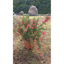 Grevillea `Clearview David`
