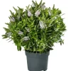 Hebe Addenda mix vaso 17 cm