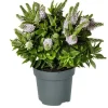 Hebe Addenda Petita mix vaso 13 cm