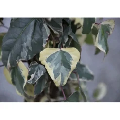 Hedera algeriensis `Gloire de Marengo` - Edera variegata