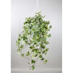 Hedera Heix Giallobasket Vaso 24 cm