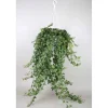 Hedera Heix Vaso 24 cm