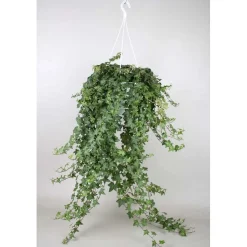 Hedera Heix Vaso 24 cm