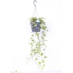 Hedera Heix Yellowripple Vaso 17 cm