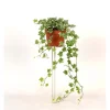 Hedera Helix Bianco vaso 13 cm