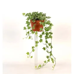 Hedera Helix Bianco vaso 13 cm