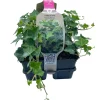 Hedera Helix Valore vaso 9 cm