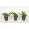Hedera Helix Verde Vaso 8,5 cm