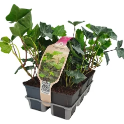 Hedera Hibernica Pack vaso 9 cm