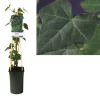 Hederahibernica Vaso 17 cm