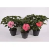 Hibiscus Moscheutos Extreme mix vaso 23 cm