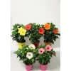 Hibiscus Sinensis Rosa mix vaso 17 cm