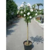 Hibiscus syriacus - Ibisco