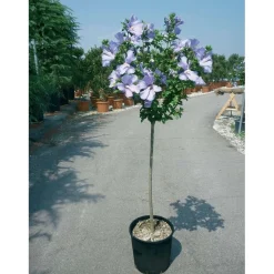 Hibiscus syriacus - Ibisco