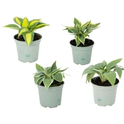 Hostaassort Vaso 15 cm