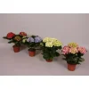 Hydrangea 3-4 Fiori vaso 10 cm