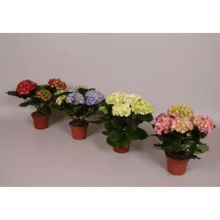 Hydrangea 3-4 Fiori vaso 10 cm