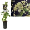 Hydrangea Anomala Petiolaris Vaso 17 cm
