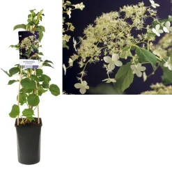Hydrangea Anomala Petiolaris Vaso 17 cm