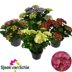 Hydrangea Macrophlla Esterno vaso 23 cm
