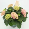 Hydrangea Magical Evolution Vaso 10,5 cm