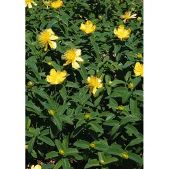 Hypericum calicynum - Iperico