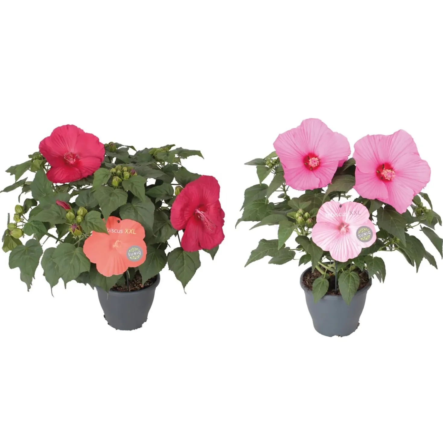 Ibisco in colori H ca. 60 cm Vaso Ø ca. cm 23 cm Hibiscus moscheutos