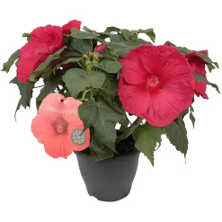 Ibisco in colori H ca. 60 cm Vaso Ø ca. cm 23 cm Hibiscus moscheutos