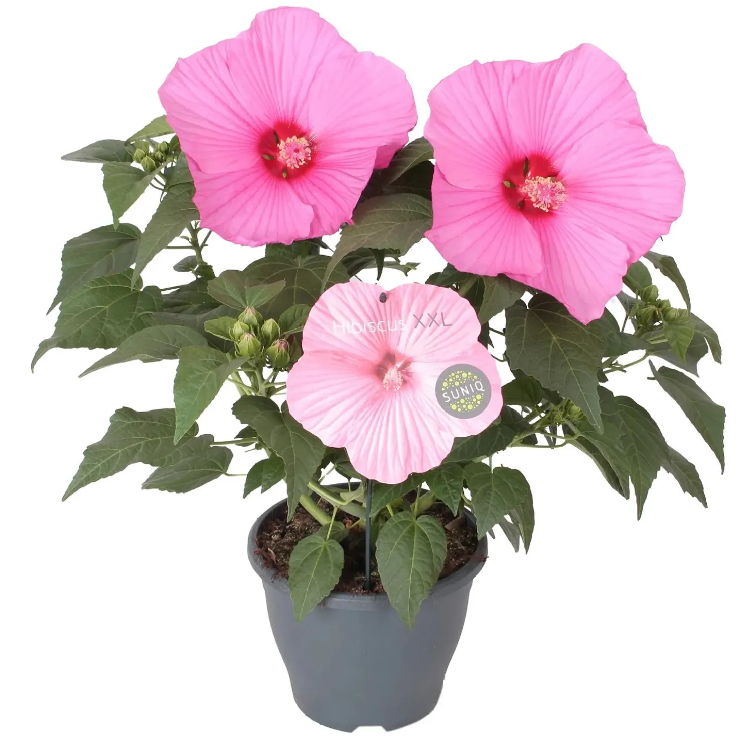 Ibisco in colori H ca. 60 cm Vaso Ø ca. cm 23 cm Hibiscus moscheutos