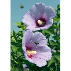 Ibisco syriacus in diverse varietà