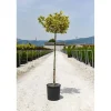 Ilex aquifolium 'Madame Briot' vaso 28 cm