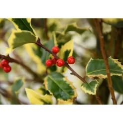 Ilex aquifolium 'Madame Briot' vaso 28 cm
