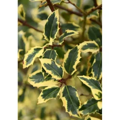 Ilex aquifolium 'Madame Briot' vaso 28 cm