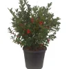Ilex blu maide vaso 28 cm