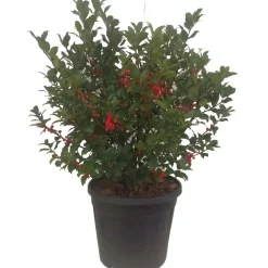 Ilex blu maide vaso 28 cm