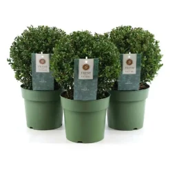 Jenny Ilex crenata vaso Ø 20 cm