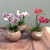 Kokodama Orchidea Vaso 12 cm