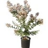Lagerstroemia