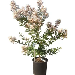 Lagerstroemia