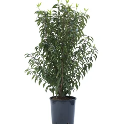 Lauro del Portogallo