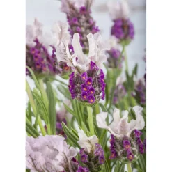 Lavanda Stoechas nuance 18 cm