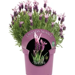 Lavanda Stoechas nuance 18 cm