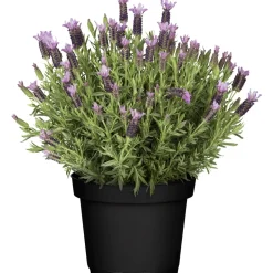 Lavanda Stoechas nuance 18 cm