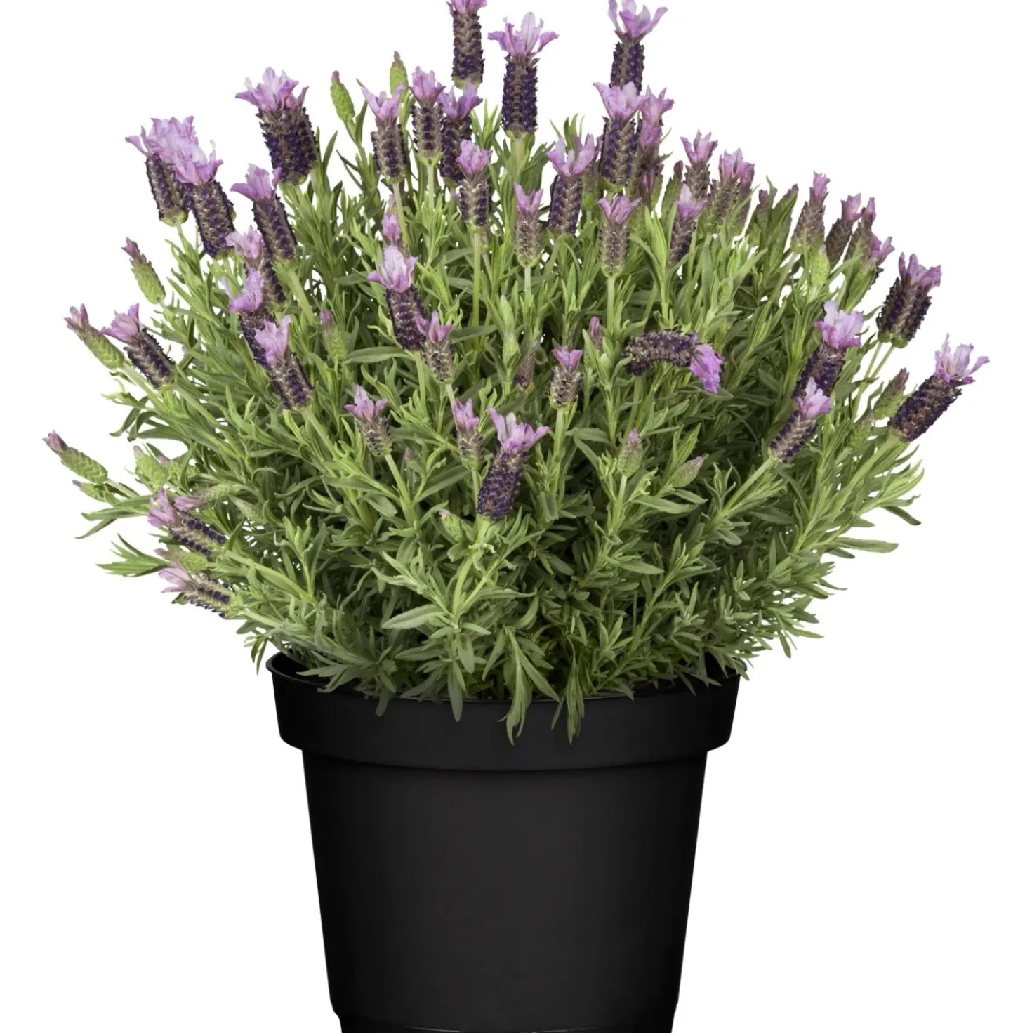 Lavanda Stoechas nuance 18 cm