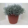 Lavanda vaso ø 25 cm