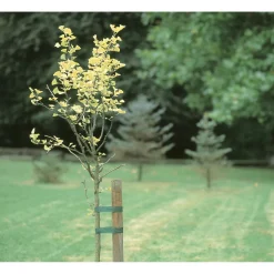 Legaccio per alberi 3 m