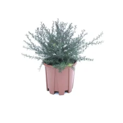 Leptospermum scoparium
