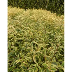 Ligustrum japonicum `Excelsum Superbum`