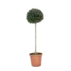 Ligustrum Jonandrum coltura in vaso 30/35